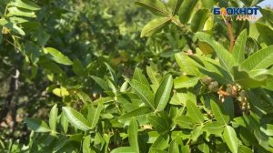 Уникальная долгожительница: туполистная фисташка растёт на прибрежных склонах Анапы