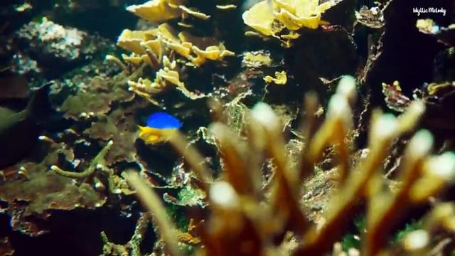 Глубокое погружение в здоровый сон в течение 3 минут смотреть онлайн