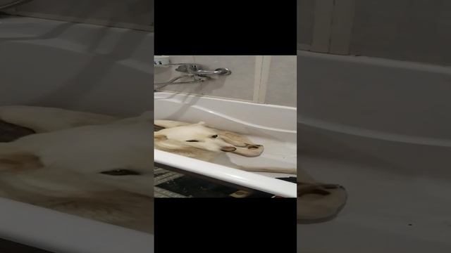 Я в шоке с этой собаки