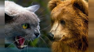 Почему медведи боятся кошек