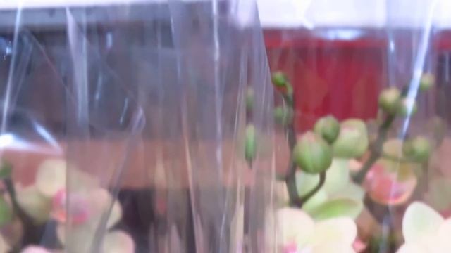 Праздничный завоз орхидей!!!!! смотреть онлайн