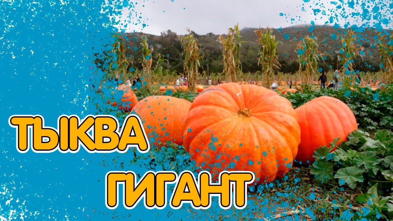 РАСТИМ ТЫКВУ ГИГАНТА НА СВОЁМ УЧАСТКЕ. ПОЛЕЗНЫЕ СОВЕТЫ смотреть онлайн