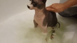 Купание канадского сфинкса Маруси | Canadian sphynx take a bath