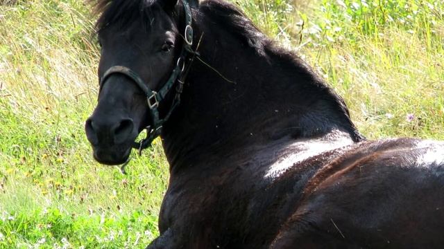 Фигура речи — Конь не валялся смотреть онлайн