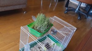 Домашний бурундук: выбор клетки (Chipmunk at home: how to choose a cage)