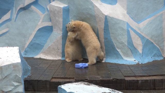 Белке и Стрелке исполнилось 11 месяцев. 16.11.2023 смотреть онлайн