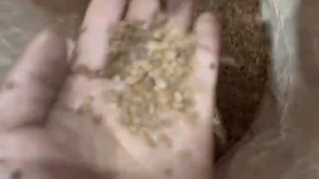 HZ-150# БИО гранулятор (мини-переработка) на 130-140 кг-ч под БИО, на 170-200 кг-ч под ПНД и ПВД смотреть онлайн