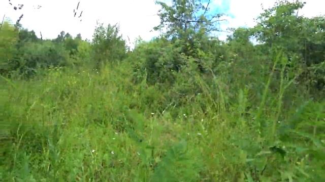 Лето. 30 июня в сады.