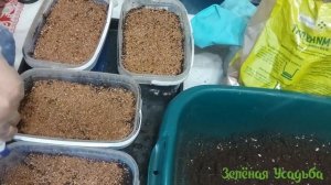 Как посадить лук ЭКСИБИШЕН и ПОРЕЙ/ От А до Я