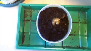 Кливия. Посадка Кливии. (видео от 23 сентября 2016 г.)