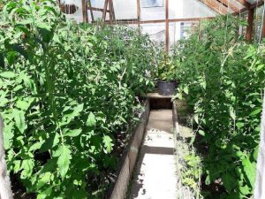 Чем подкормить помидоры в теплице для лучшего завязывания плодов