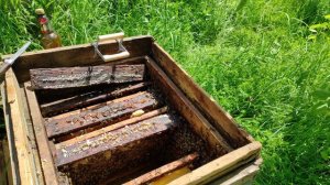 Пчеловодство.Роеловство.Проверка бродячих роев залетевших в улья на пасеке.Осмотр расширение гнезда