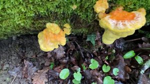 Laetiporus sulphureus (Трутовик серно-жёлтый), May 11, 2021