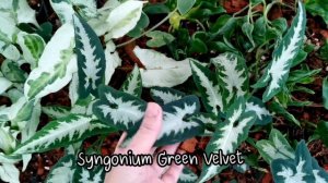 แนะนำไม้ด่าง ขยายพันธุ์เงินไหลมา เงินไหลมาด่าง แนะนำต้นไม้ วิธีการดูแลต้นเงินไหลมา Syngonium