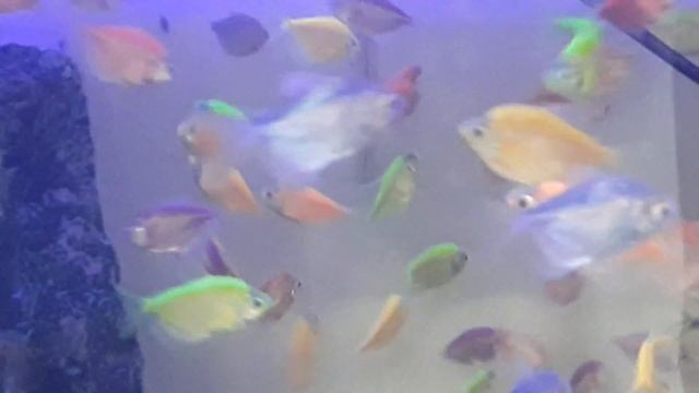 золотая рыбка [золотая рыбка] / лучшие аквариумные рыбки / аквариумные рыбки / рекомендуемые рыбы смотреть онлайн