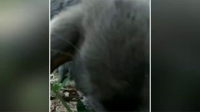 Разведение кроликов🐇 смотреть онлайн