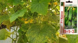 Этот огурец Сажать обязательно. Высокоурожайный,  устойчивый к заболеваниям. ЛИДЕР.