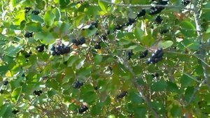 Наши будни! Жизнь за кадром - Лес! Грибы! Заморозки и Супер-ЯГОДЫ!!! Жизнь в деревне на даче осенью