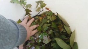 Закваска Арбузов на Зиму! Секретный Рецепт!