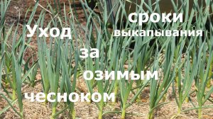 Уход за озимым (зимним) чесноком + сроки выкапывания