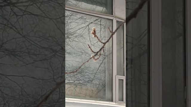 Осина на низком старте в марте. Раскрытие бутонов. смотреть онлайн