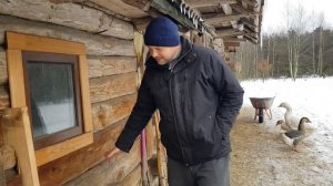 На черничном хуторе идёт спасение ягнёнка отказника .После голодовки захотелось мяса.Ну хотя бы рыб