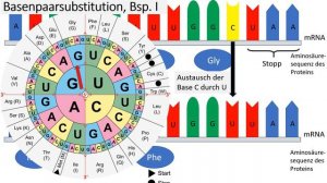 Genmutationen [1/3] (Punktmutationen: Insertion, Substitution, Deletion) - Genetik, Oberstufe