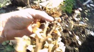 Земляной орех в Саратовской области. Продолжение.