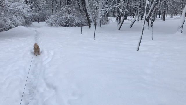 Пришла весна, а какое будет лето? :) смотреть онлайн