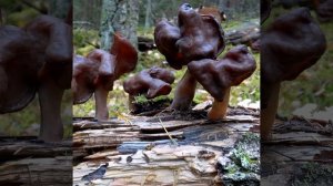 СТРОЧОК ОСЕННИЙ Gyromitra infula