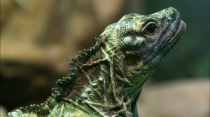 Ящерица - одно из Чудес Пророка Мухаммада