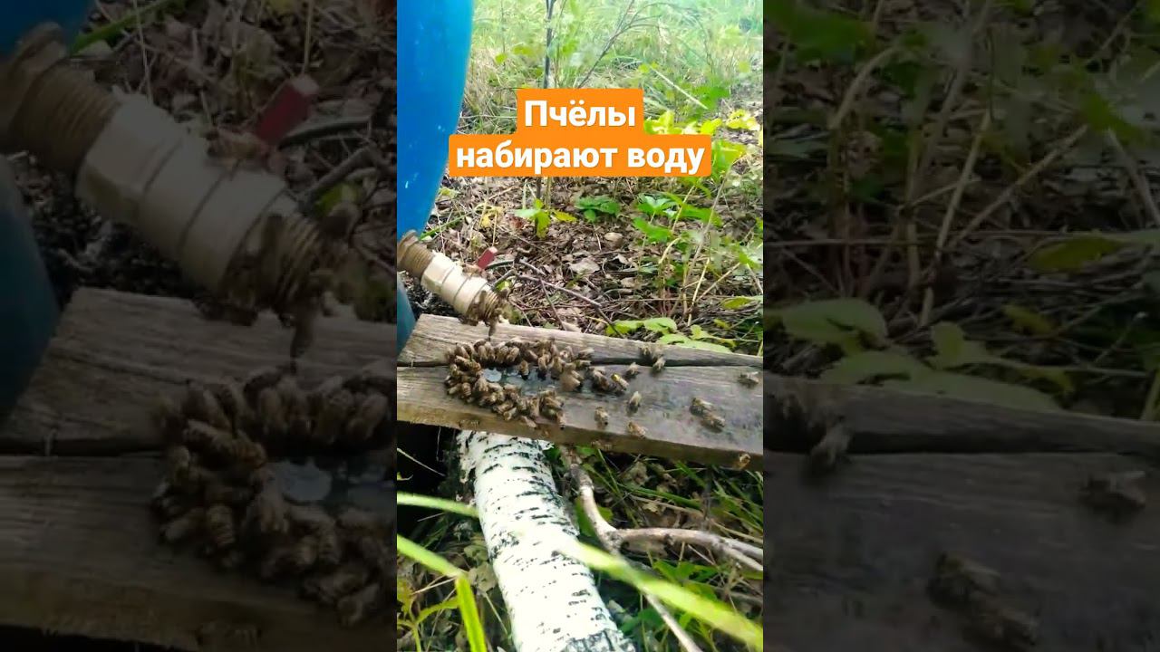 Пчёлы на водопое смотреть онлайн