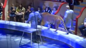 Братья Запашные ведут тигра вокруг арены без сетки