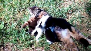 Кошка бросила котят. 4 потеряшки.  Хутор LV #кошка #котята