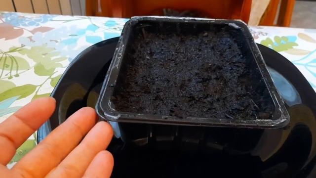 САЖАЕМ СЕМЕНА СЛАДКОГО ПЕРЦА, ДЕЛЮСЬ С ВАМИ СВОИМИ МАЛЕНЬКИМИ СЕКРЕТАМИ смотреть онлайн