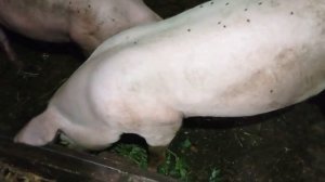 Какую траву очень любят свиньи!