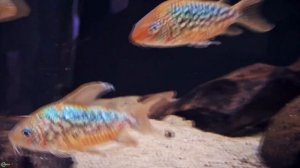 Самый большой корик - Коридорас пантаналенсис