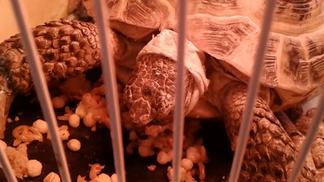 Вы видели как зевает черепаха #turtle #черепаха #мойпитомец #mypet #funnyanimals #смешныеживотные смотреть онлайн