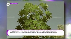 Знай свой край / Диморфантовый мед