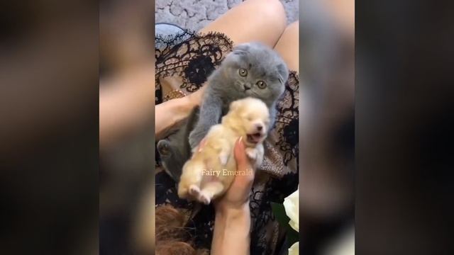 Ми-ми-ми. Котенок обнимает щенка.