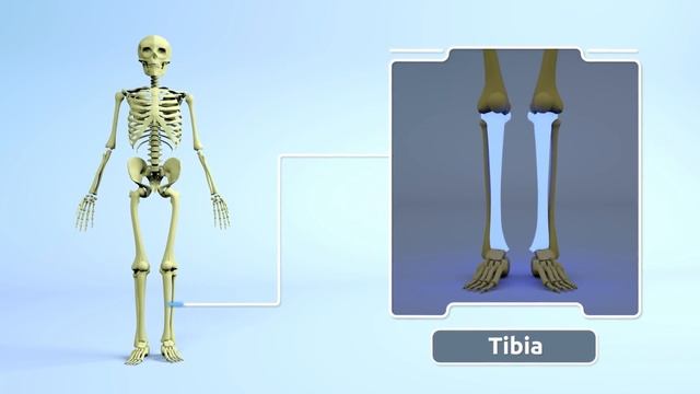 Locomotor system for kids - Bones and Muscles of the Human Body смотреть онлайн