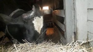 Хорошее сено- залог здоровья коровы! Коровы -дорогостоящие животные.На кормах  мы  не экономим!