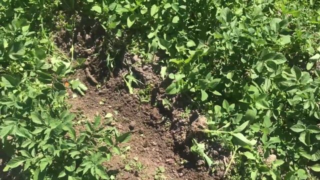 Картошка без прополки. Окучиваем вместе с сорняками. смотреть онлайн