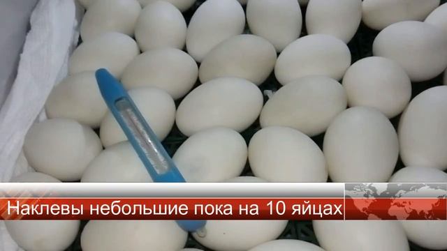 Подошло время вылупа Мускусной утки смотреть онлайн