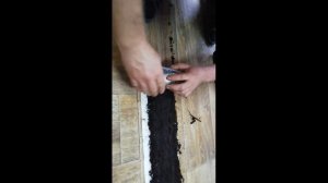 Супер способ!!! Посев томатов в улитку.