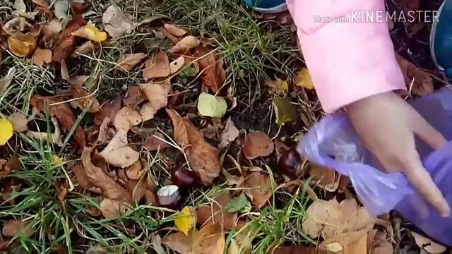 ОСЕНЬ РАСКРАСАВИЦА! СОБИРАЕМ ЛИСТЬЯ, ЖЕЛУДИ,КАШТАНЫ! ПАРК! ГОРОД КОБРИН!