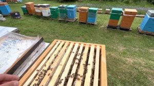 Пасека на связи 😅 Сила семей, результат по Акации на стационаре!!