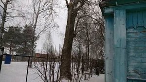 Как спилить огромное дерево, нависшее над домом?