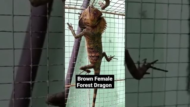 Brown female forest dragon (Gonocephalus Chamaeleontinus) смотреть онлайн