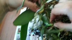 Как отделить прикорневую детку у орхидеи и сделать из одной две орхидеи.